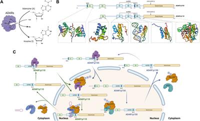 ADAR1-Mediated RNA Editing and Its Role in Cancer